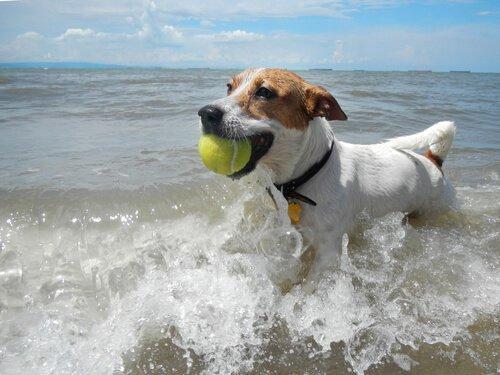 Мероприятия с собакой на пляже