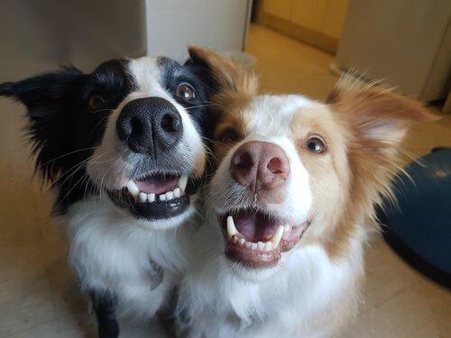 Преимущества двух собак в домашнем хозяйстве