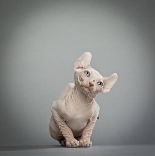 Эльфийская кошка: лысая киска с изогнутыми ушами