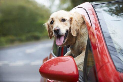 Безопасность в автомобиле, чтобы избежать опасности для собаки