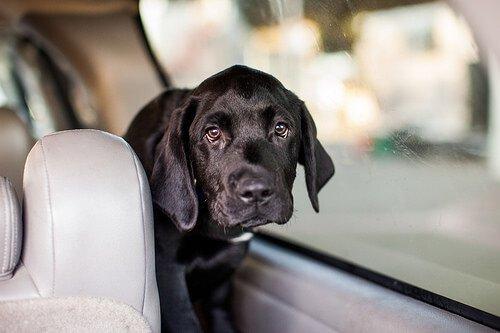 Безопасность в автомобиле, даже для собаки