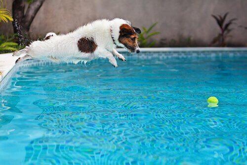 Играть с щенками в бассейне