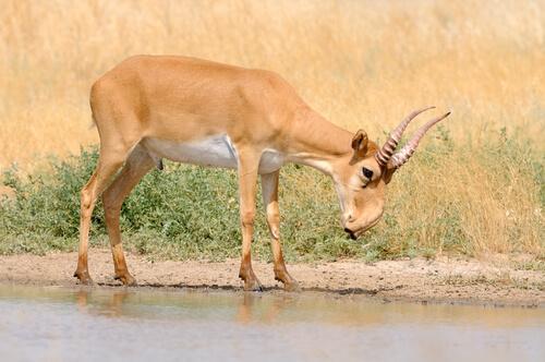 Сайга - антилопа сильно подвержена риску-у нее может быть пакт в носу.