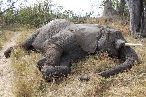 В Ботсване погибли 100 слонов