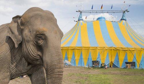 Цирк не место для слонов
