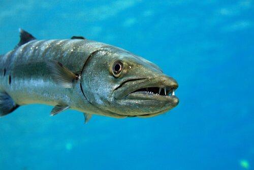Барракуда, агрессивная и непредсказуемая рыба