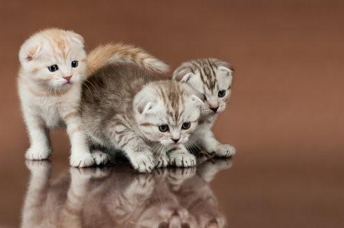 Самые экзотические породы кошек-шотландская морщинистая морщинистая кошка