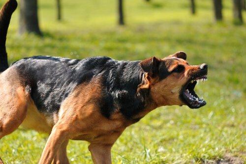 4 важные советы, когда собака нападает на вас