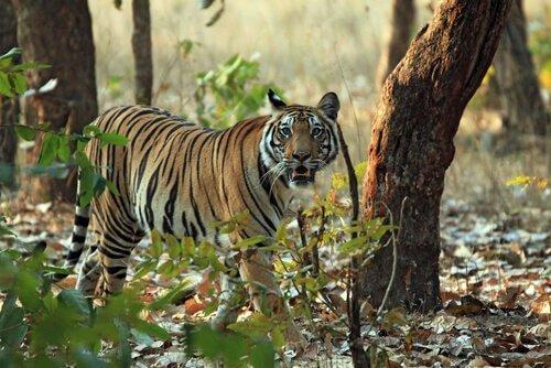 Подвиды тигров: бенгальский тигр