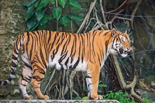 Подвиды тигров: Индокитайский тигр