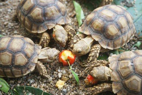 Что эти черепахи любят есть?