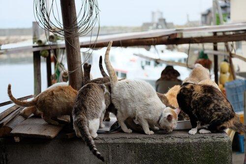 Острова кошек в Японии: Aoshima