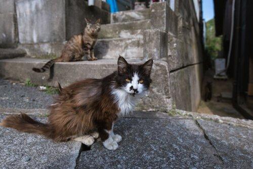 Острова кошек в Японии, туристическая достопримечательность