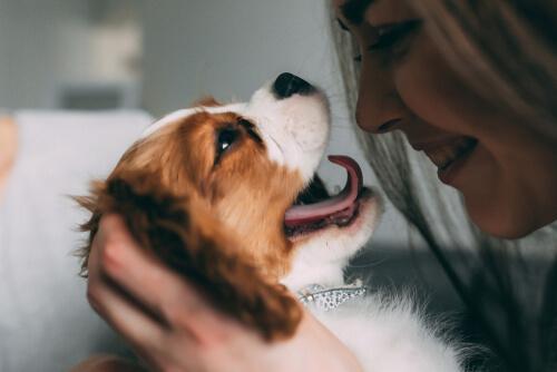 Понимают ли собаки выражение лица человека?