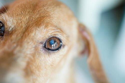 Каковы симптомы катаракты у собак?