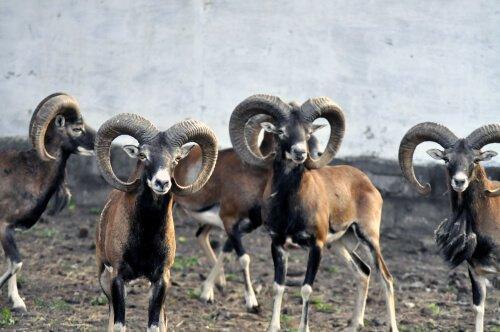 Argali: особенности азиатских диких овец