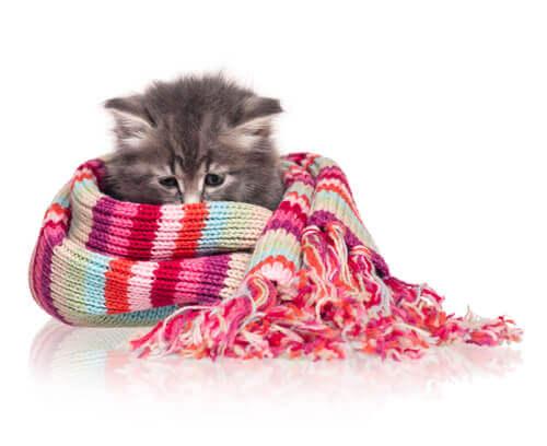 Котенок в шерстяном шарфе