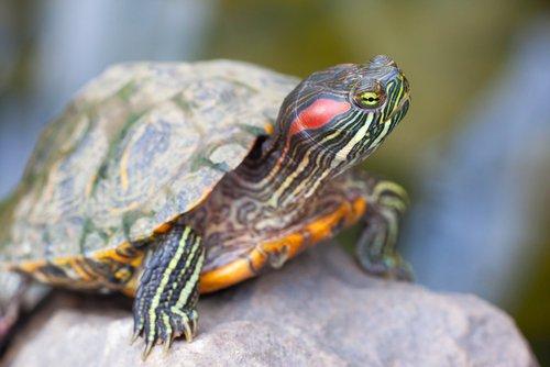 Возраст черепахи можно определить через кольца роста.