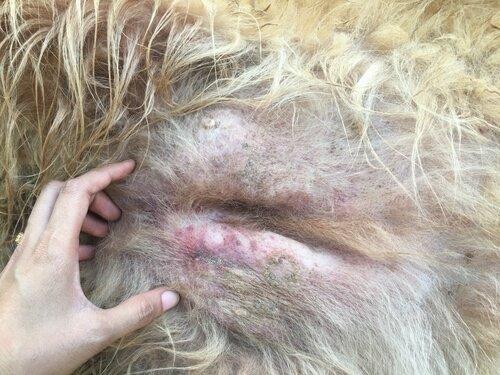 Может ли собака страдать от рака кожи? Почему?