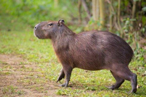Capybara: интересные факты и любопытства