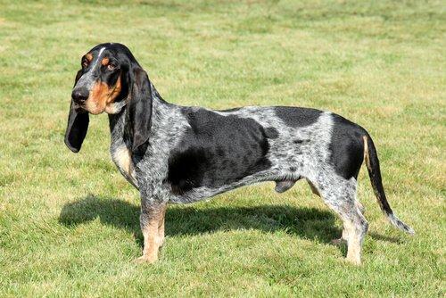 Собаки: Basset bleu de Gascogne