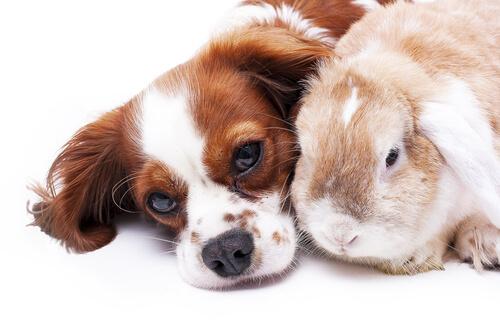 Собака и кролик: советы для мирного сосуществования