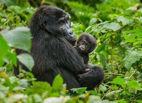 Горные гориллы в г. Virunga