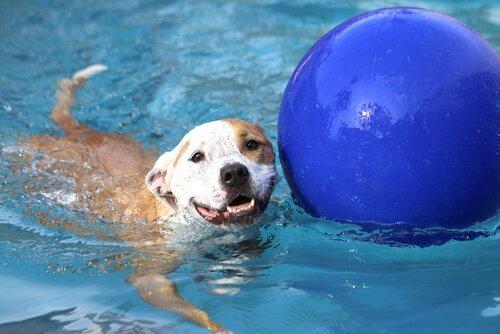 Управление страхом воды в собачьем бассейне