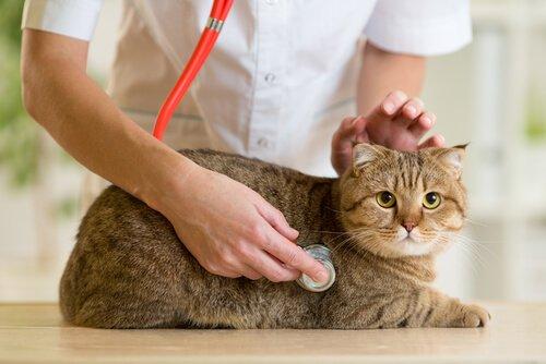 Кошка при посещении ветеринара