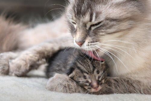 Мать кошка с детенышем