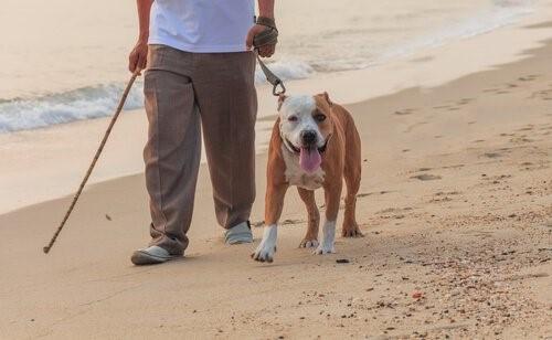Основные правила, чтобы взять собаку на пляж