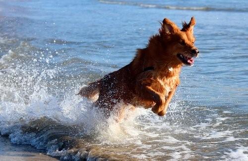 Основные правила, чтобы взять собаку на пляж-собака на пляже
