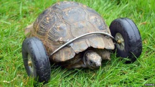 Познакомьтесь с черепахой с протезом колеса