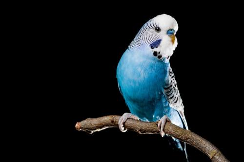 Синий Волнистый Попугайчик