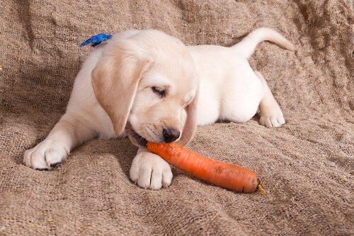 Овощи, такие как морковь и брокколи, здоровы для собак
