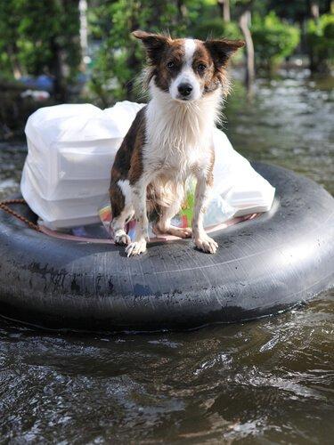 Собаки также боятся наводнений