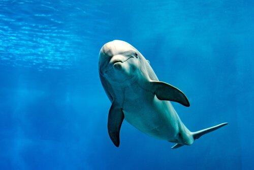 Дельфин является одним из животных, которые меньше всего спят