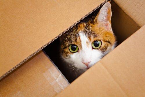 Кошка выглядывает из ящика