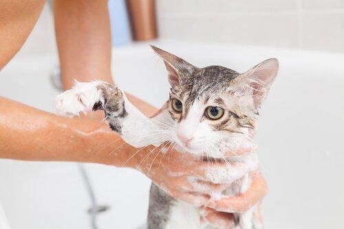 Уход за кошкой в ванной