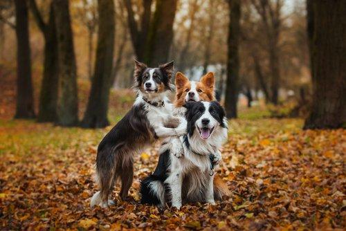 Border Collie: игривые собаки в лесу