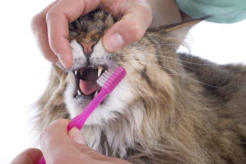 Кошка получает ее зубы очищены