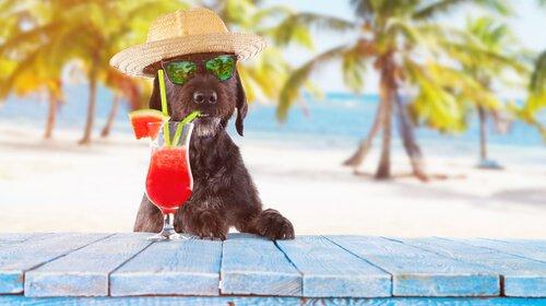 Собака с коктейлем на пляже