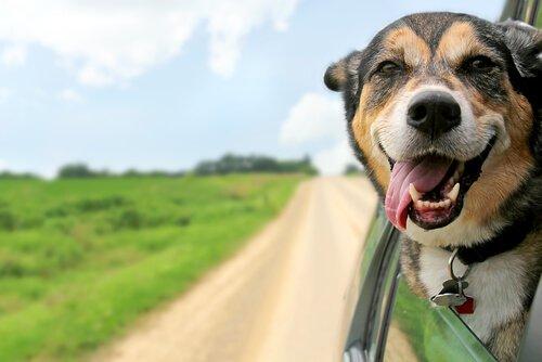 Советы по планированию отпуска с собакой