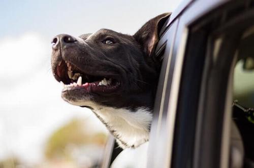Счастливая собака смотрит из автомобиля