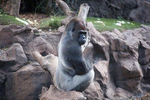 Западная горилла: самый большой примат в мире