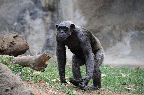 Джейн Godall исследует шимпанзе
