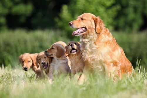 Золотой ретривер-одна из лучших семейных собак