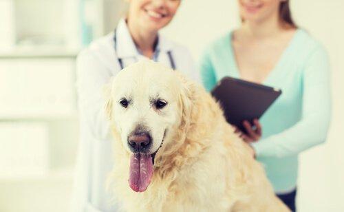 Дирофиляриоз у собак: Профилактика
