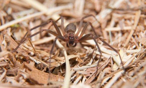 Как избежать пауков дома?