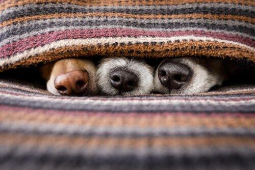 Три собаки выглядывают из-под одеяла